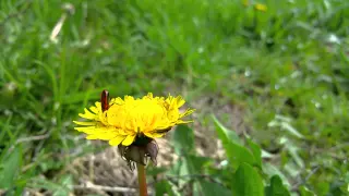 Pyrrhocoris Apterus - The Firebug HD