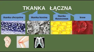 Tkanka łączna . Tkanka chrzęstna, kostna. Tkanki zwierzęce.