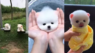 [Tiktok] Funny and Cute Pomeranian dog #51 #Shorts