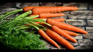 Как сохранить урожай моркови на зиму в домашних условиях (способ хранения в полиэтиленовых пакетах).