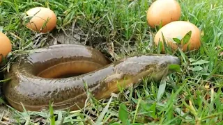 Unbelievable Eel Fishing With Eggs  Naturally Food Fishing / Grameen swag BD