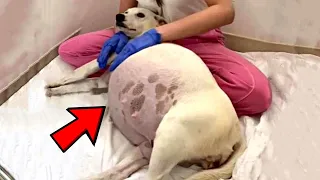 This Abandoned Dog Gives Birth, Shelter Staff Screamed When Noticing What She Gave Birth To!