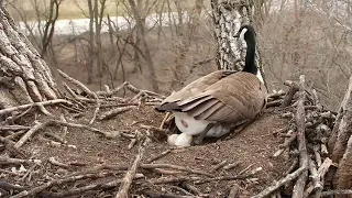 Mother Goose lays her 4th egg in the Decorah Eagle nest