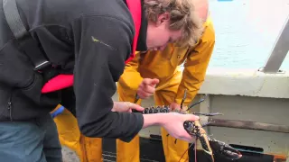 The Work of the National Lobster Hatchery