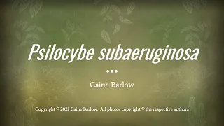 Caine Barlow - An Introduction to Psilocybe subaeruginosa