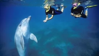 The Dolphin Reef in Eilat Israel