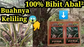 Sawit Bibit Abal-abal umur 6 Tahun Buah Keliling 😱 - Review Jujur! PPKS ABAL ABAL