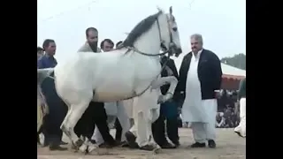 New top 5 horse dance in Pakistan 2019 - 10 - Ghora dance 2019