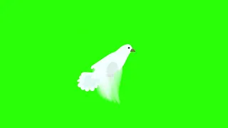 Dove green screen flying effects | green screen dove pigeon | green screen pigeon effects