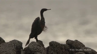 Баклан берингов (Phalacrocorax capillatus) - Pelagic cormorant | Film Studio Aves