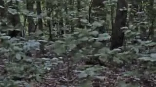 2013 Bigfoot Footage