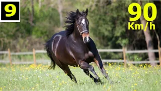 Top 9 FASTEST HORSES in the world | Horses