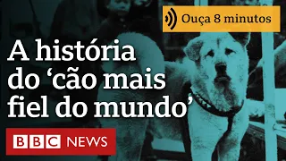 A história do cão 'mais fiel do mundo', que nasceu há 100 anos