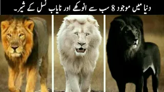 8 Most Unique Lions In The World | Biggest Lions | Versatile dani