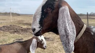 Дел в хозяйстве добавилось! Клещи!!! Пасемся! Пополнение в сарае!