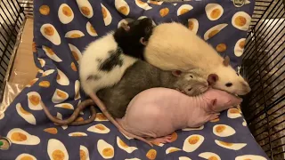 Just a minute of the cutest snuggly rat pile!