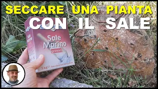 SECCARE LE PIANTE CON IL SALE DA CUCINA