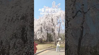 봄에 꼭 가봐야 할 서울 수양벚꽃 명소 | Spring in Seoul, Korea