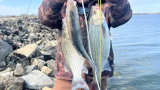 Pesca de híbrido bass blanco/ hybrid striped bass#braidwood lake