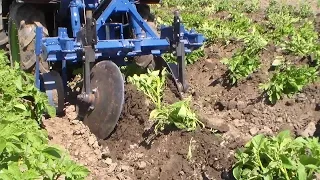 Минитрактор, второе окучивание картофеля переломкой / Mini tractor hilling potatoes