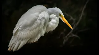 A White Heron by Sarah Orne Jewett - B1 - English Listening