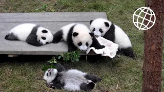 Giant Panda Breeding Center, Chengdu, China  [Amazing Places 4K]