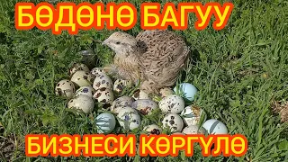 БИЗНЕС кылсан~БӨДӨНӨ БАК. БААРДЫК~СЕКРЕТТЕРИН~АЙТЫП~ САЛДЫ. Кирешелүү БИЗНЕС экен.