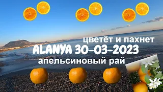 ТУРЦИЯ АЛАНЬЯ 30 МАРТА 2023 АПЕЛЬСИНОВЫЙ РАЙ ЦВЕТЕТ И ПАХНЕТ ШТОРМА УЖЕ НЕТ ХОЛОДАЕТ