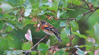 花雀, Brambling