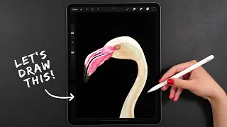 How to Draw a Realistic Bird on iPad| My Procreate Digital Art Technique