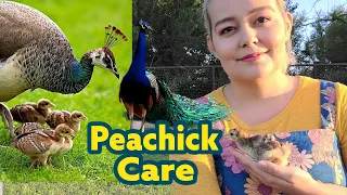 Peachick Care