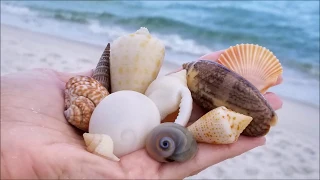Snorkeling for seashells in Navarre Beach, FL June 09, 2018 * VIRTUAL SHELLING *