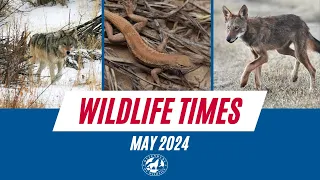 May Wildlife Times