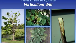 Verticillium Wilt