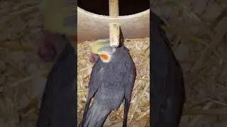 Cockatiel daddy feeds his 1day old baby