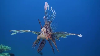 HD Diving Taba, Egypt