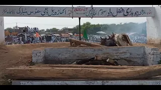 bull race jada jhelum 23rd March 2022| Akhara bail jada jhelum 23.3.2022