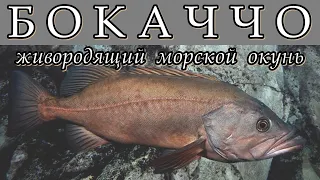 БОКАЧЧО - Живородящий морской окунь