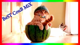 ТЫ МЕНЯ ХОЧЕШЬ?  #BeSTCouBMiX Только лучшие CouB Выпуск №24