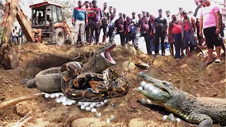 Incredible! Komodo Dragon Brave Mother Fights With Giant Pythons And Crocodiles To Protect The Eggs