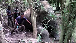 The wounded blind elephant treated by wildlife officers. | Amazing moment of Saving an Elephant