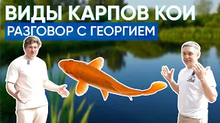 Подробно рассказываем про карпов кои вместе с Георгием с канала @Raritetplants