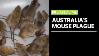 The farmers fighting a mouse plague sweeping eastern Australia | Landline