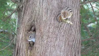 Male Chipmunk Met A Squirrel While Waiting For Female Chipmunk Joony