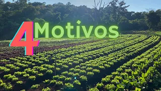 PORQUE NÃO USAMOS O MULCHING? VALE A PENA? - Horta Fenato responde