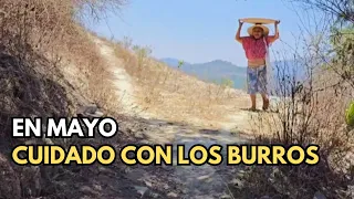 "En mayo cuidado con los burros"|Tía Noemi