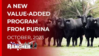 Purina Wind and Rain Mineral Program   The American Rancher   10 30 2023