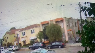 Did Murder Of Crows Cause Oakland Power Line Explosion In Cleveland Heights?