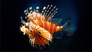 Рыба-зебра (Pterois volitans)