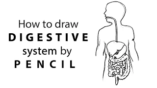 How to draw digestive system step by step | digestive system drawing for all class